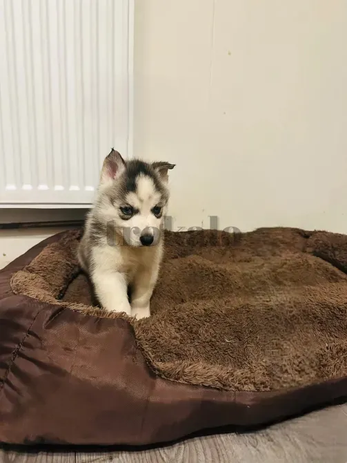Hermosos Cachorros de Husky en Adopción. Las Palmas de Gran Canaria - foto 1