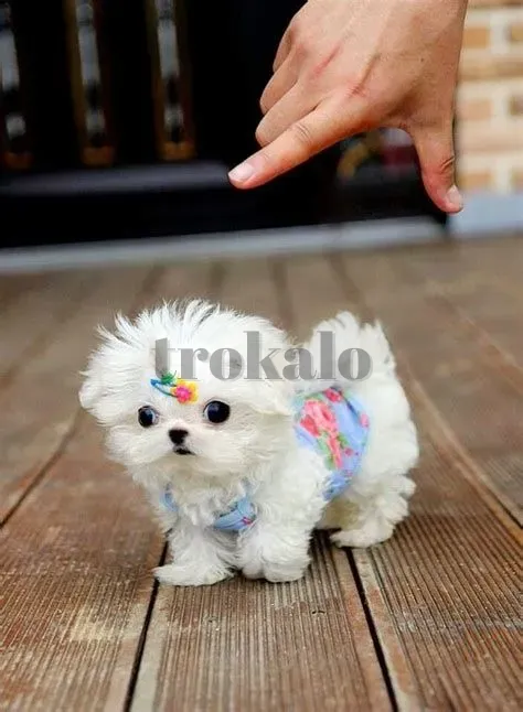 Cachorro Maltes Mini Toy Santa Cruz de Tenerife - foto 1