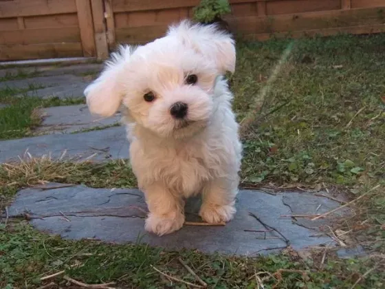 Cachorrito de Maltés Blanco Barcelona