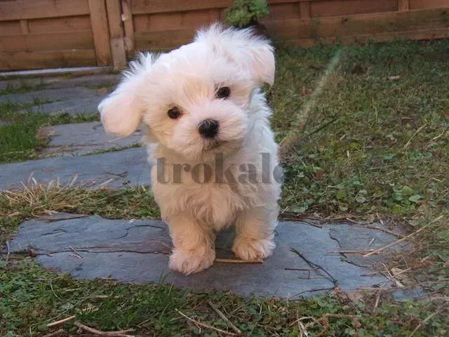 Cachorrito de Maltés Blanco Barcelona - foto 1