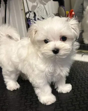 Regalo Cachorros Bichon Maltes EN Adopcion Sevilla