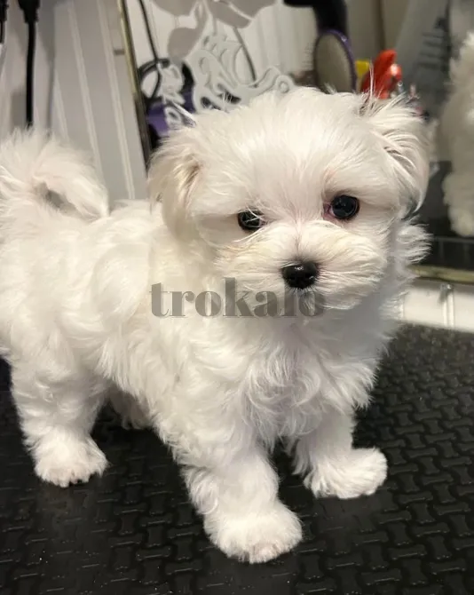 Regalo Cachorros Bichon Maltes EN Adopcion Sevilla - foto 1