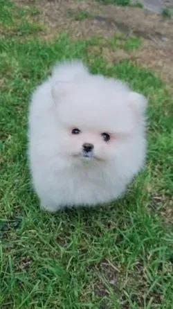 Regalo Adorables Cachorros Mini Pomerania Para Adopcion ¡Estamos Emocionados de Ofrecer en Adopción Barcelona