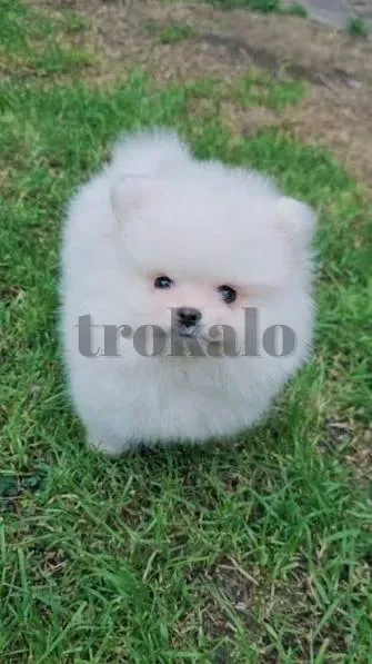 Regalo Adorables Cachorros Mini Pomerania Para Adopcion ¡Estamos Emocionados de Ofrecer en Adopción Barcelona - foto 1