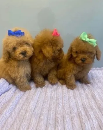 Regalo Cachorros de Caniche Impresionantes Madrid