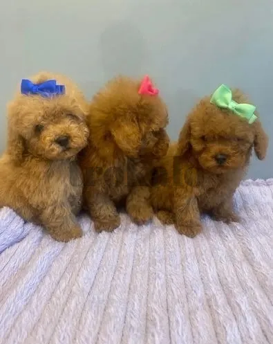 Regalo Cachorros de Caniche Impresionantes Madrid - foto 1
