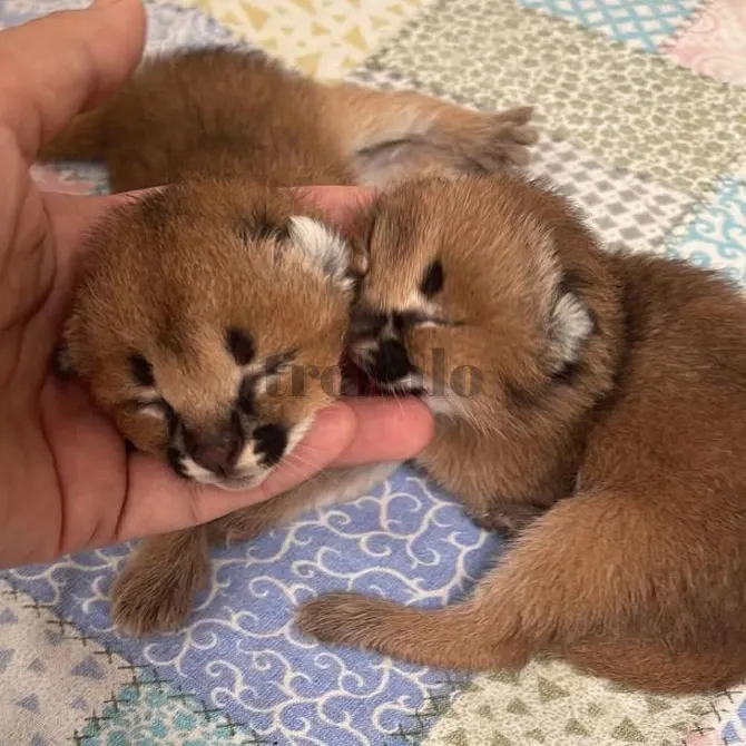 Gatitos Pequeños de Sabana y Caracal Valencia - foto 1