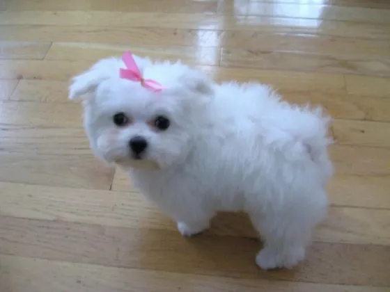 Regalo Bichon Maltes, Whatsapp ( Madrid