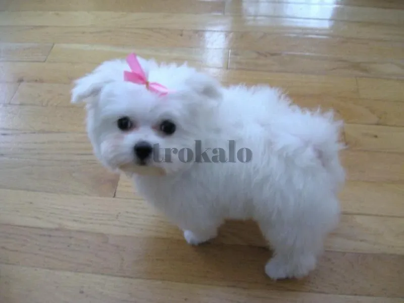 Regalo Bichon Maltes, Whatsapp ( Madrid - foto 1