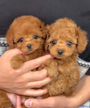 Regalo Caniche Toy Cachorros Whatsapp Madrid