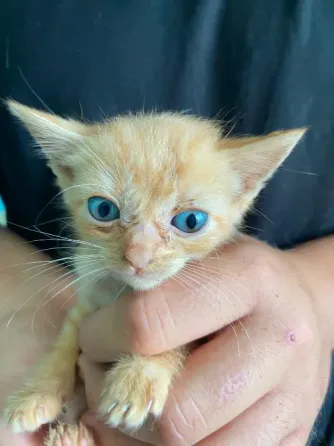 Gatitos Buscan Familia Alcala de Henares