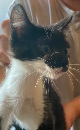 Gatitos Buscan Familia Alcala de Henares