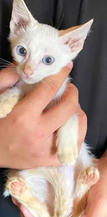 Gatitos Buscan Familia Alcala de Henares