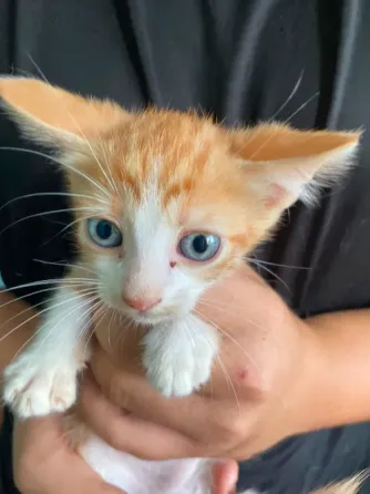 Gatitos Buscan Familia Alcala de Henares