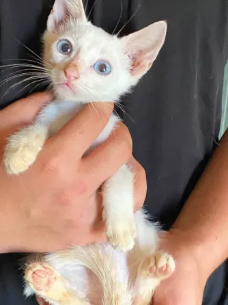 Gatitos Buscan Familia Alcala de Henares