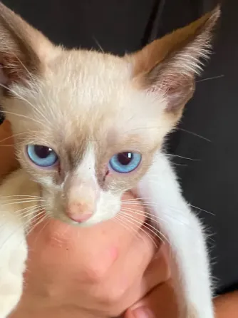 Gatitos Buscan Familia Alcala de Henares