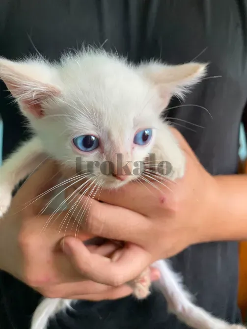 Gatitos Buscan Familia Alcala de Henares - foto 8