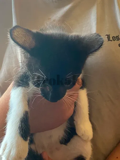 Gatitos Buscan Familia Alcala de Henares - foto 7