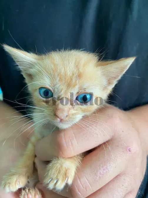 Gatitos Buscan Familia Alcala de Henares - foto 2