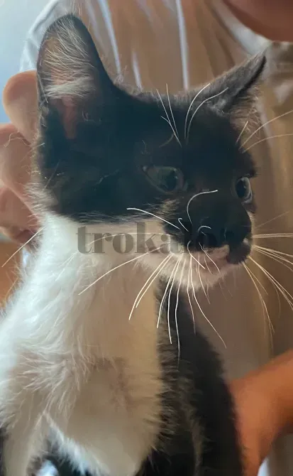 Gatitos Buscan Familia Alcala de Henares - foto 4