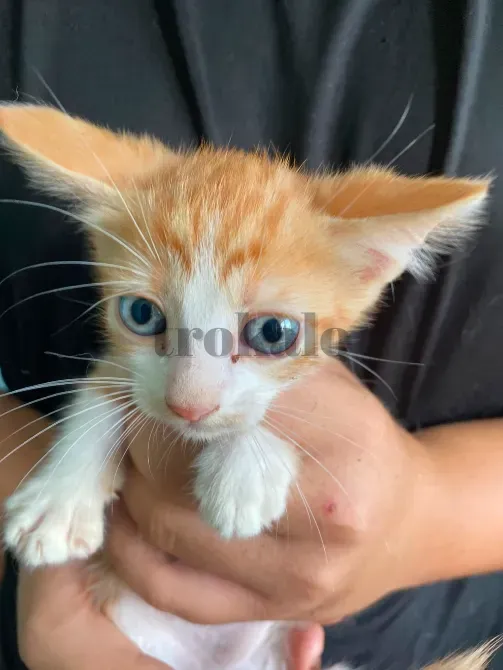 Gatitos Buscan Familia Alcala de Henares - foto 1