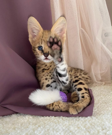 Ofrecemos Gatitos Savannah, Serval y Caracal. Madrid