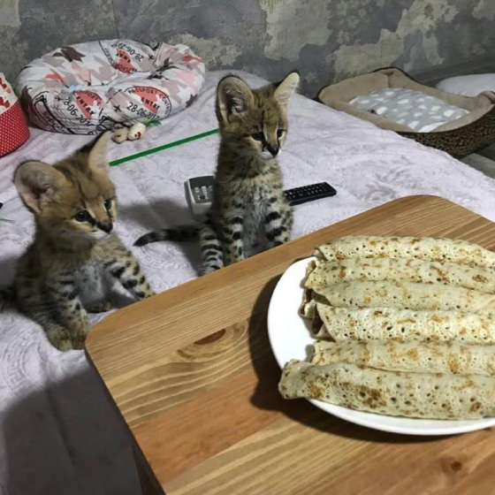 Ofrecemos Gatitos Savannah, Serval y Caracal. Madrid