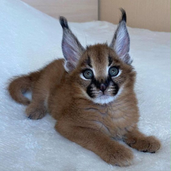 Ofrecemos Gatitos Savannah, Serval y Caracal. Madrid