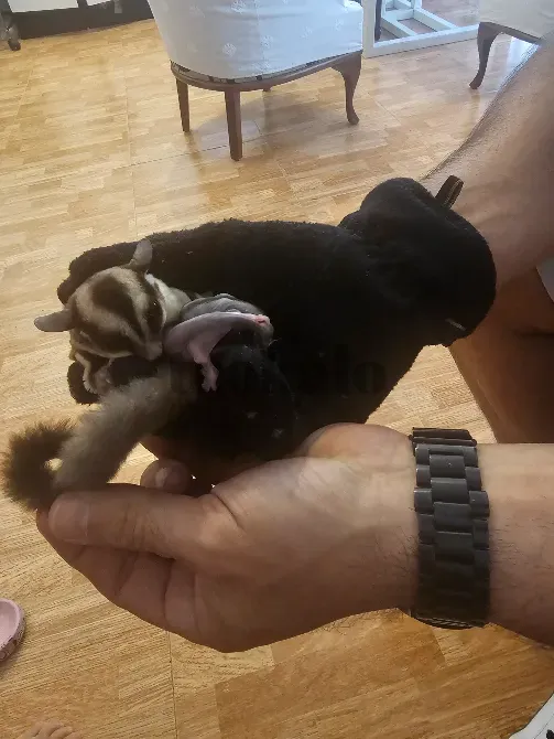 Petauros Del Azucar en Adopcion Toledo - foto 1