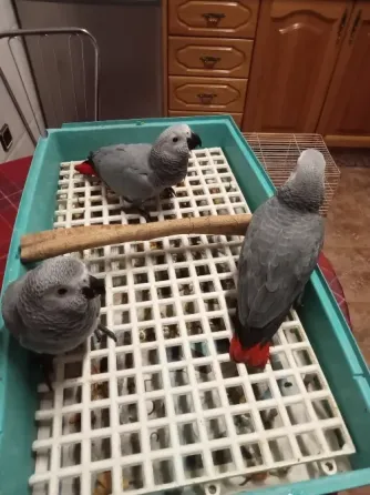 Loros Yacos Cola Roja Valencia