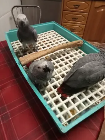 Loros Yacos Cola Roja Valencia