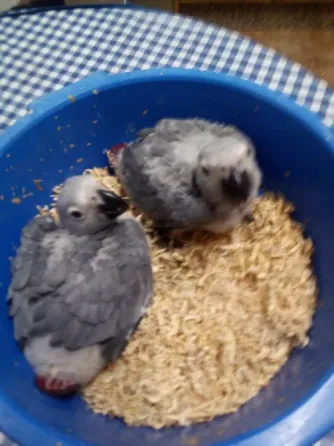 Loros Yacos Cola Roja Valencia