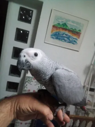Loros Yacos Cola Roja Valencia