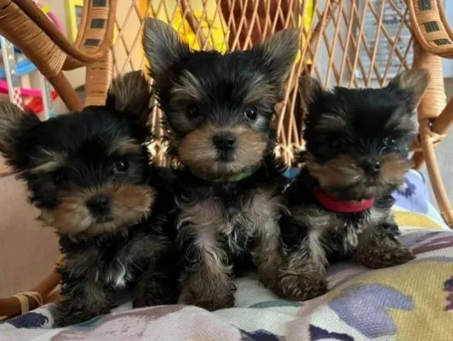 Cachorros Yorkshire Terrier Miniatura Gratis. Whatsapp +34689868852. Cachorros Disponibles Para Adop Toledo - foto 1
