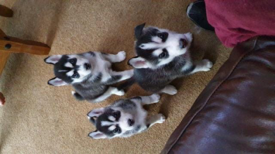 Regalo Cachorros Husky Siberiano Disponibles (Whatsapp +34689868852)) Regalo Cachorros Husky Hembra Murcia