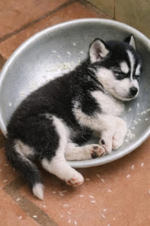 Regalo Cachorros Husky Siberiano Disponibles (Whatsapp +34689868852)) Regalo Cachorros Husky Sevilla