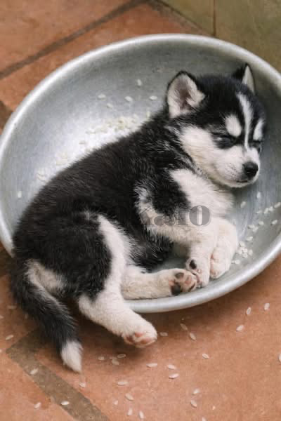 Regalo Cachorros Husky Siberiano Disponibles (Whatsapp +34689868852)) Regalo Cachorros Husky Sevilla - foto 1