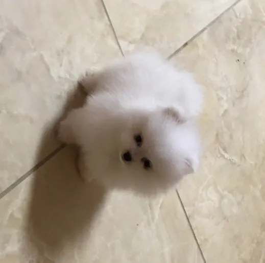 Cachorro de Pomerania Inestimable Blanco Barcelona