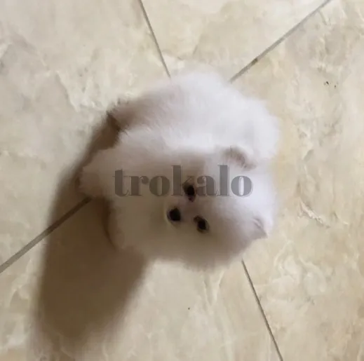 Cachorro de Pomerania Inestimable Blanco Barcelona - foto 1